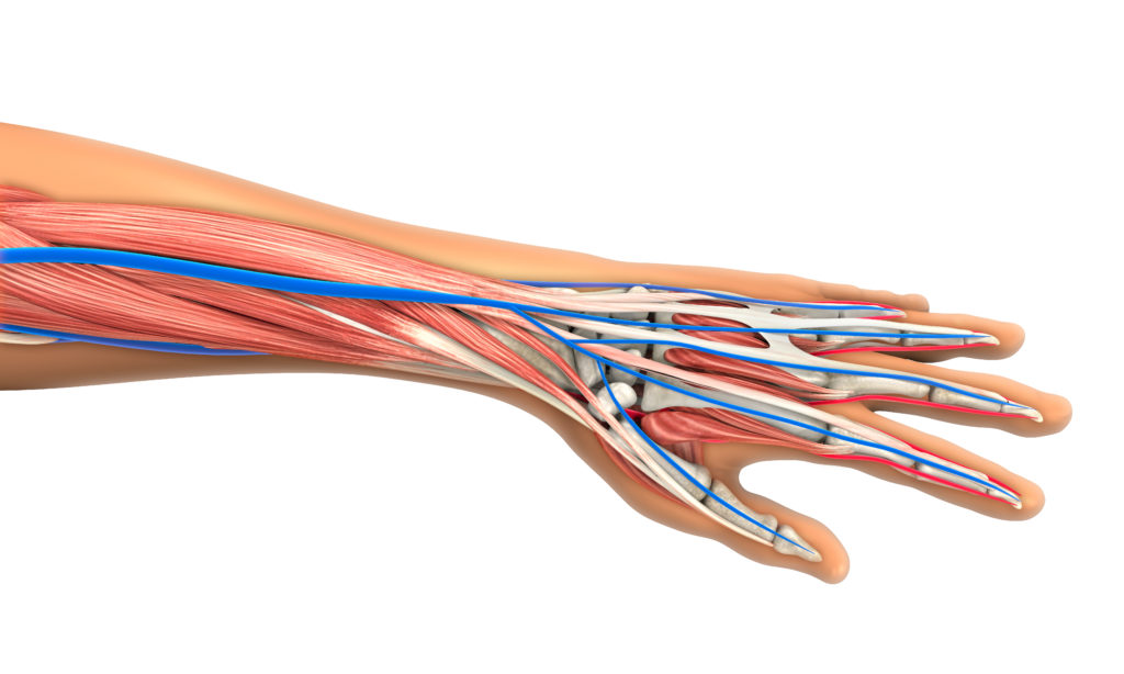 Сухожилия на руке анатомия