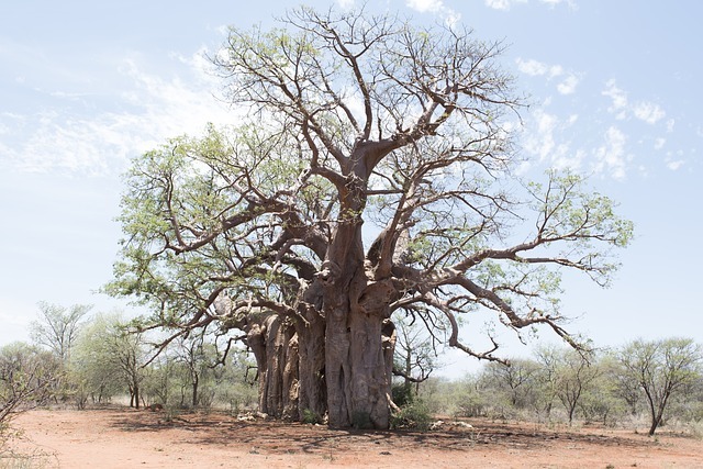 The Tree Of Life Sacred Geometry In Nature Gaia