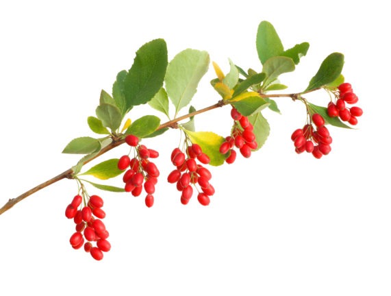 Berberine Could Speed Healing of Leaky Gut Syndrome | Gaia