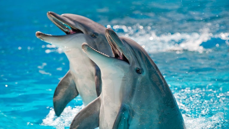 To Talk With Aliens, Learn to Speak With Dolphins