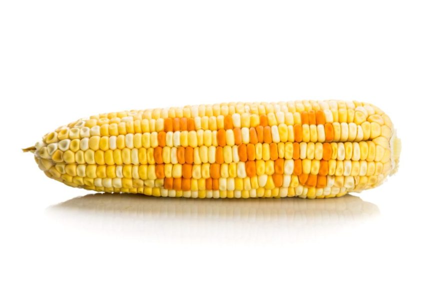 GMO corn