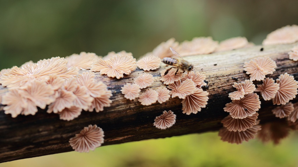 Mexican beekeepers vs. Monsanto - Honey Bee Haven