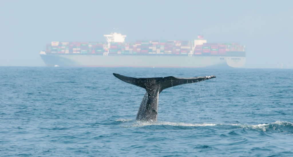 Hundreds of Whales Washed Ashore in Australia; Is it Our Fault? | Gaia