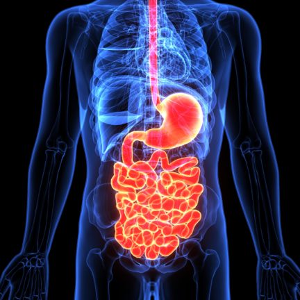 3d illustration of human body digenative system